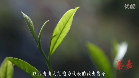 In North Fujian there grows fragrant tea