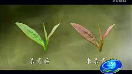 Убийство зелени (шацин, shāqīng, 杀青)