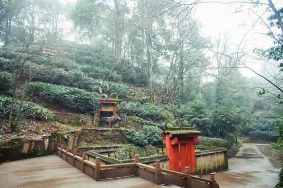 Wu Li Zhen’s tea garden