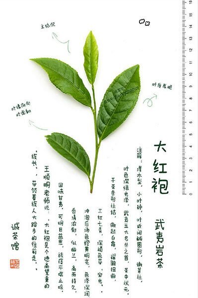 About the Kind of North Fujian Oolongs