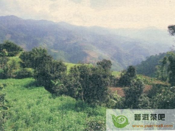 Биндао являлся базой разведения местного сорта чайного дерева