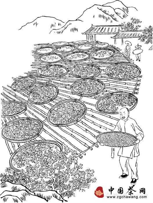 (2) 上图晒青 — Картинка вверху: сушка листа под солнцем
