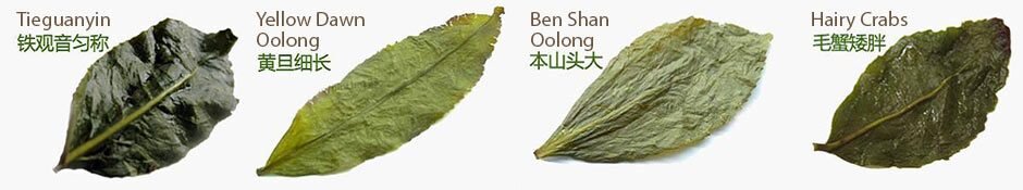 Variety of tea leaves