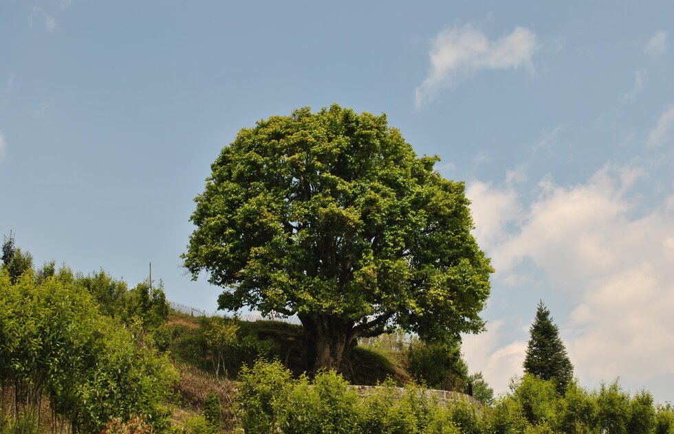 3200-летнее чайное дерево